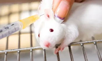 Mouse Animal Testing mouse animal testing