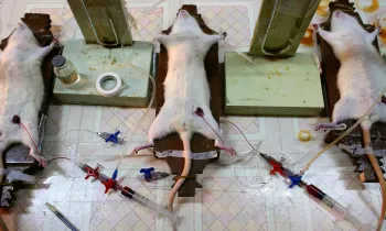 Doctors Carry Out Experiment On Rats In A Hospital Laboratory