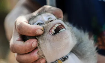 a person holding the head of a small monkey, gently tilting it back to show its open mouth and teeth