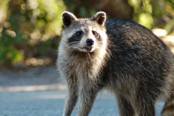 Raccoon in the road Raccoon standing in the road