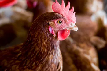 Cage free hens on farm in Uruguay