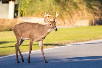 Deer in the road