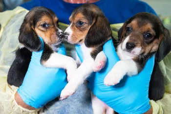 Puppies rescued from Envigo facility held by HSUS rescuer