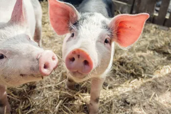 young piglets Patsy & Saffron play in Summer sunshine in their enclosure at Pigs In The Wood sanctuary for pigs
