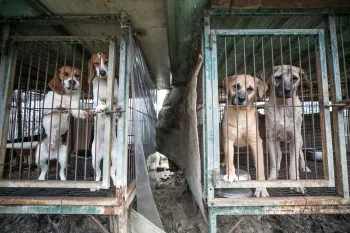 Dogs on a dog meat farm