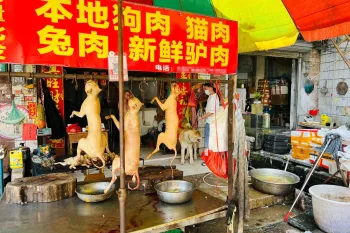 Dog meat