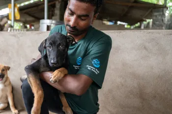 Staff interact with dogs affected by the dog meat trade