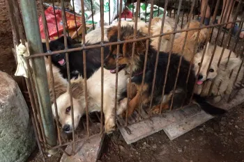 Dogs awaiting slaughter at the Yulin dog meat festival in China