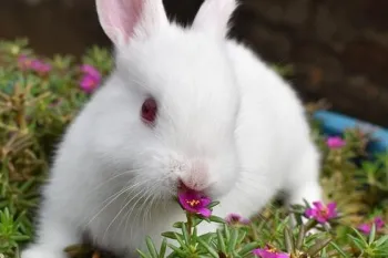rabbit, bunny