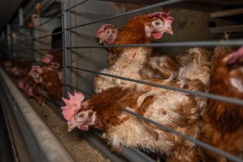 a group of chickens in a cage