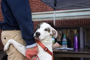 a dog leaning on a person