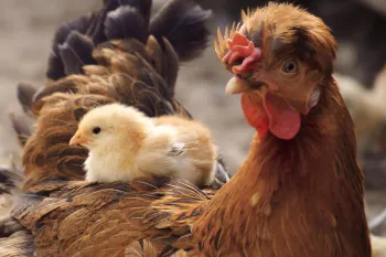 a chick resting on the back of an adult chicken