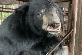 Bear on a bear bile farm in South Korea