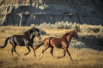 horses running in an open field