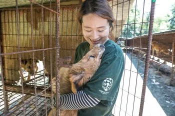 Rescued from a dog meat farm