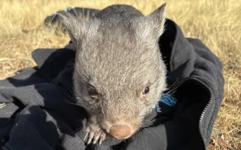 Humane World for Animals in Australia assists with wildlife rescue and treatment during wildfire disaster response in Victoria