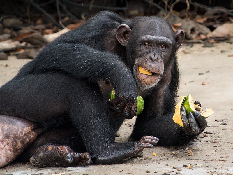 A chimp eating fruit