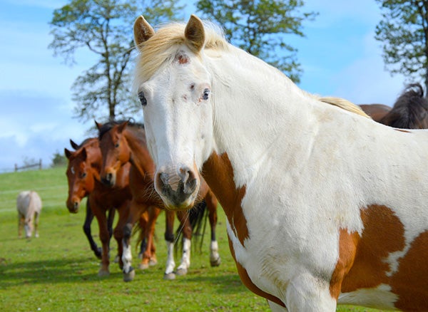 Horse at Duchess Sanctuary