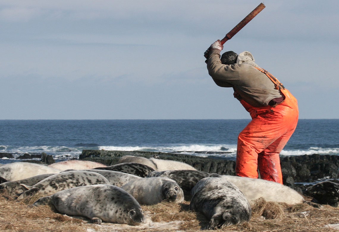 Person about to swing club at seals laying on a beach.