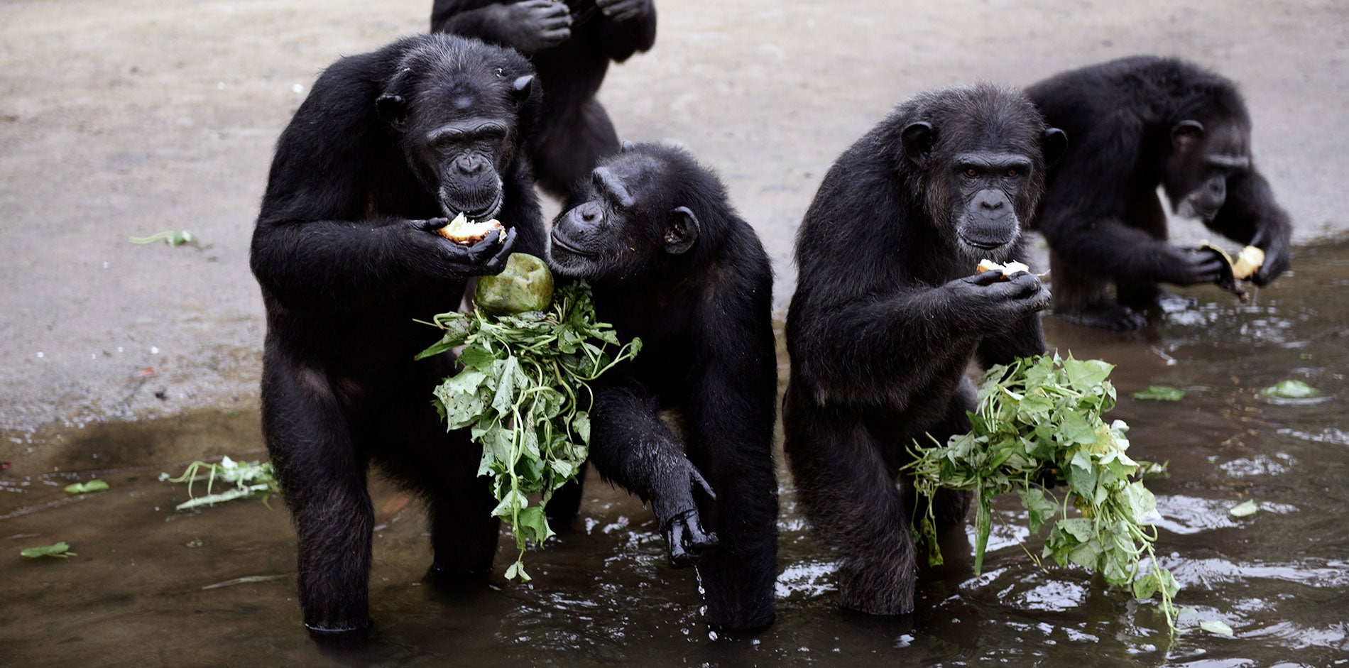 Chimps in Liberia enjoying fresh vegetables at the waters edge. 