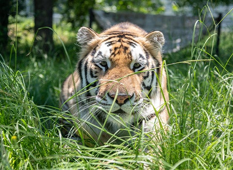 Loki the tiger laying in tall grass 