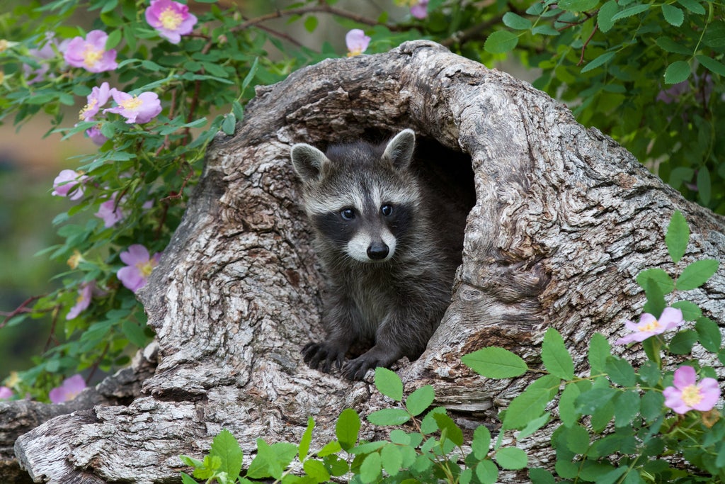 healthy raccoon peeps out from a log