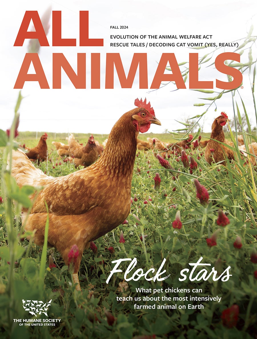 Chickens hunt for snacks in a pasture full of crimson clover.