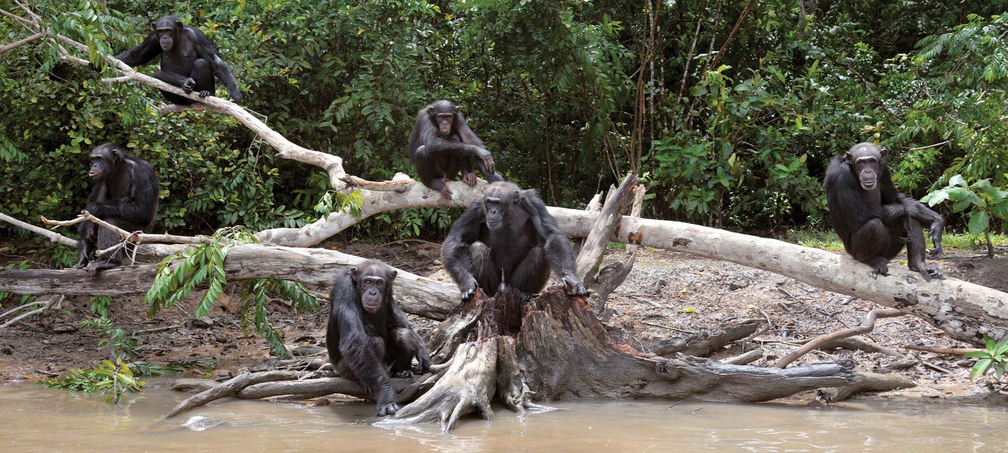 Six chimps sitting on a tree branch over water. 