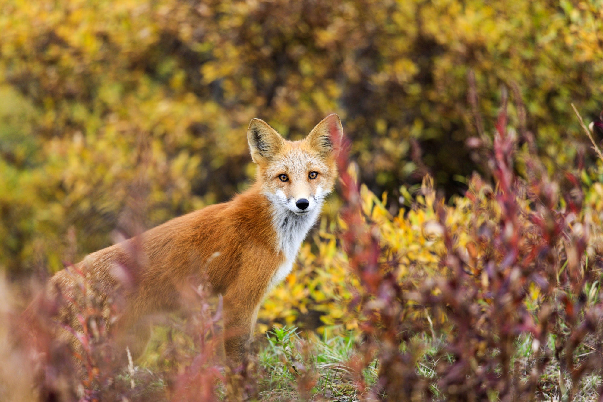 wild red fox