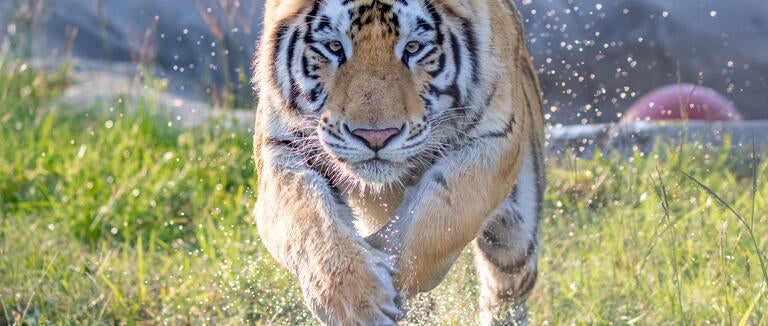 A tiger named Loki lives at our flagship sanctuary, Black Beauty Ranch, after being rescued from a garage in Houston where he had been kept as a pet. JP Bonnelly