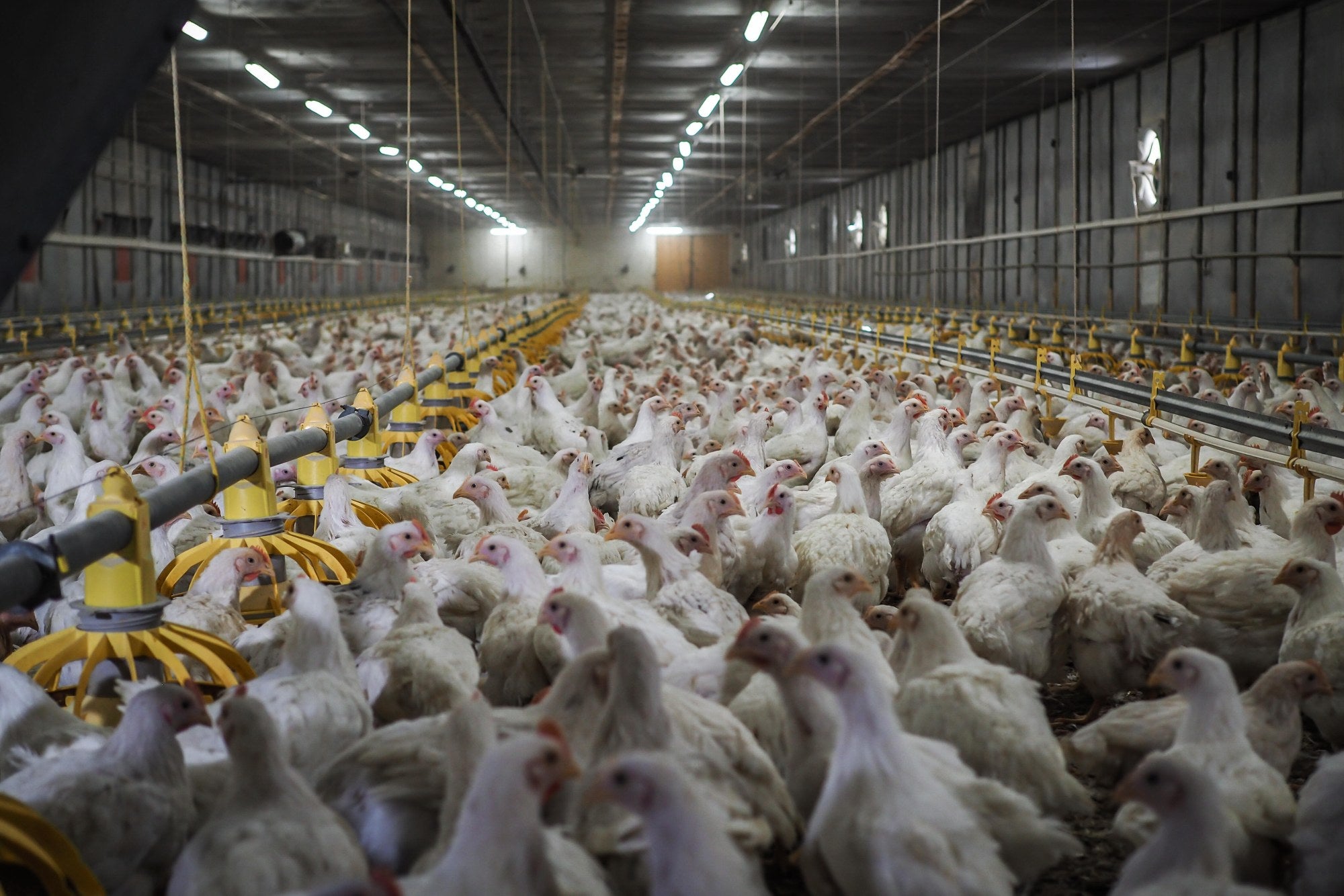 Thousands of young chickens are tightly packed inside a massive rearing shed at an industrial broiler chicken farm.