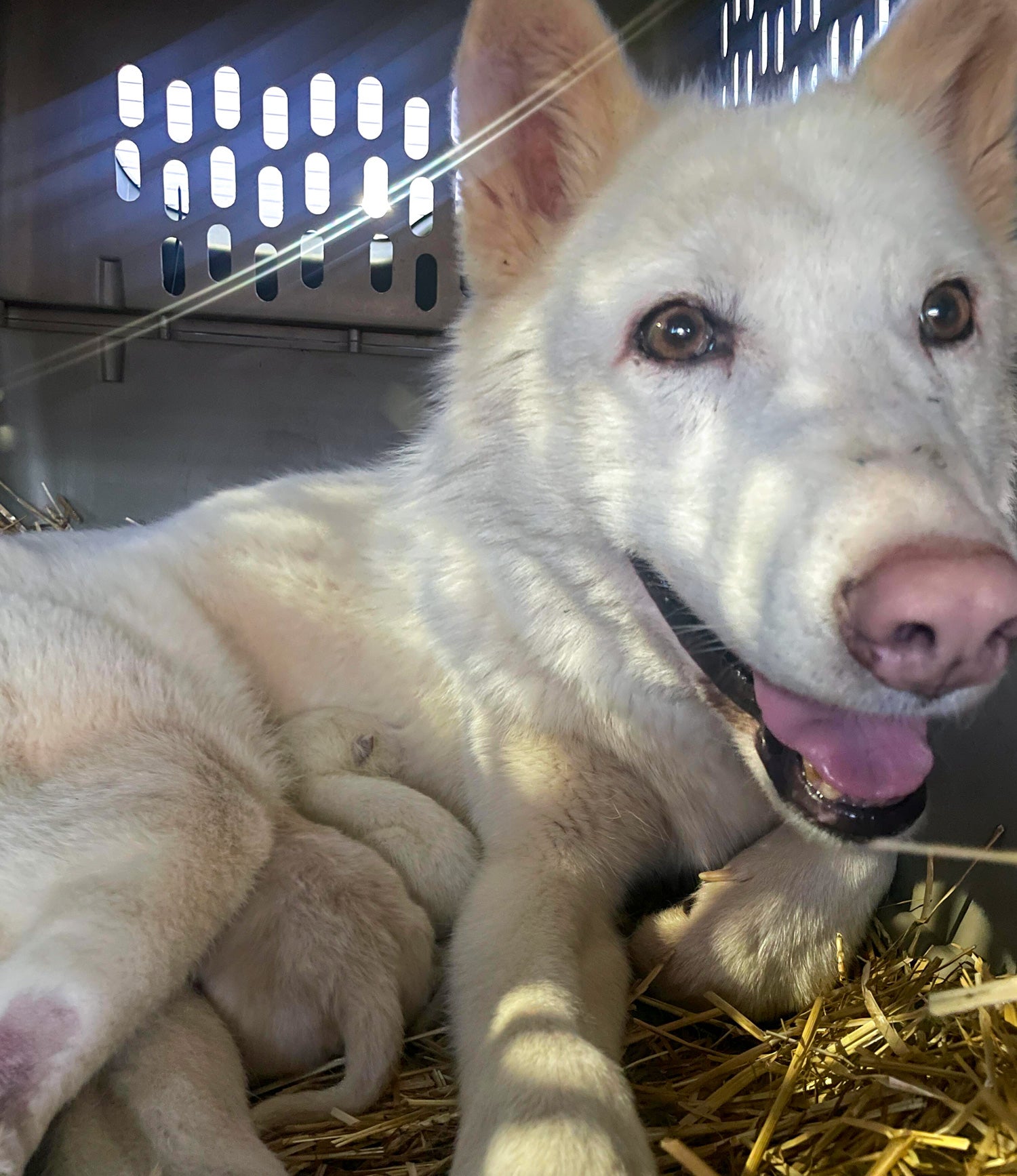 A wolf-dog hybrid rescued from urine farm in Ohio