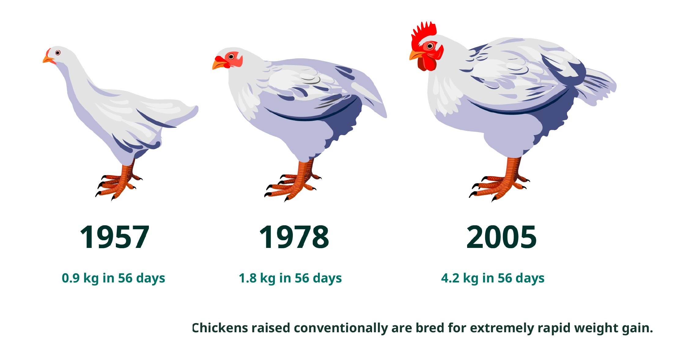 Chicken growth