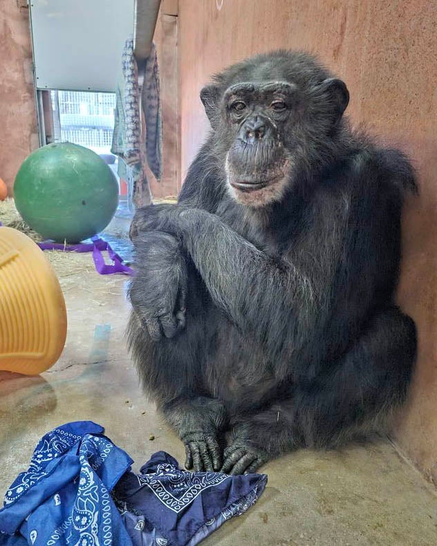 Faylene, a chimpanzee previously used in experiments at Alamogordo Primate Facility (APF) moved to Chimp Haven sanctuary in February 2025.