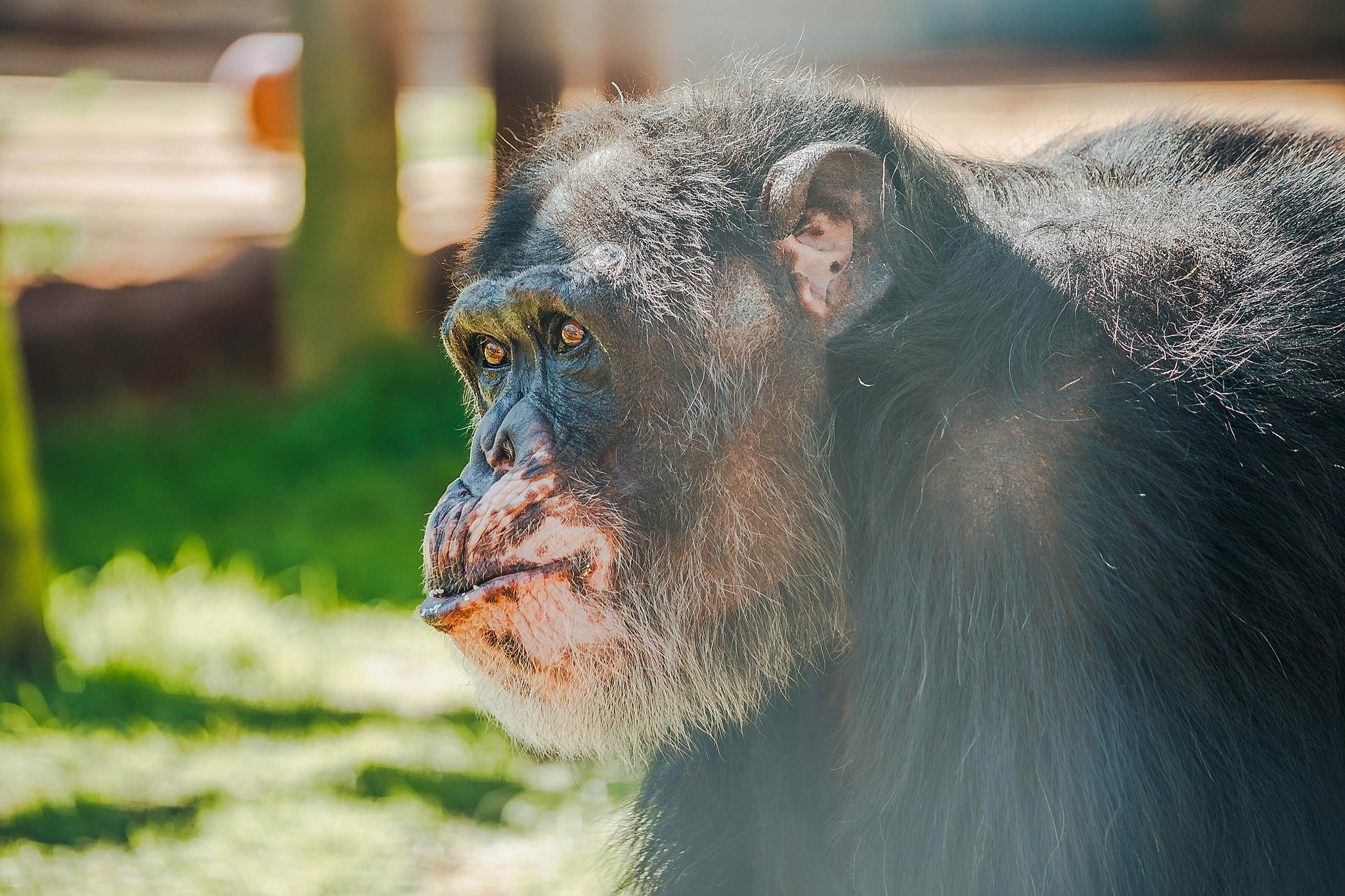 Kamaka, a chimpanzee previously used in experiments at Alamogordo Primate Facility (APF) moved to Chimp Haven sanctuary in February 2025.