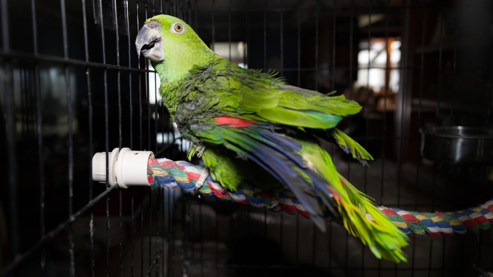 Parrot found during the rescue in Ohio