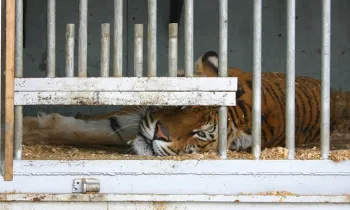 tiger in captivity Captive animals such as this tiger locked in cage suffer in zoos and circuses