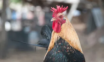 Rooster, Animal Rescue Team, cockfighting Rooster