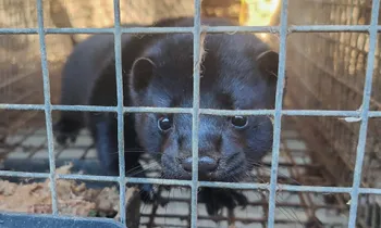 black mink fur farms in Asia
