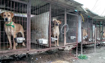 Dogs in dirty cages in a dog meat farm