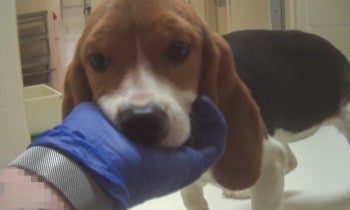 Undercover investigator holding sick puppies face in toxicology lab