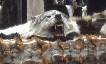 Wolf head and skins at Dallas Safari Club Convention 2020