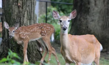 Three deer explore a backyard