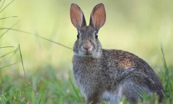 Brown rabbit in the grass