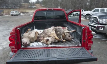 Bodies of coyotes piled in the back of a truck after a killing contest