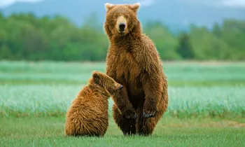 A mother bear stands with her cub