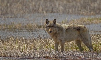 A wolf stands in an open field