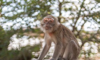 A monkey sits outside