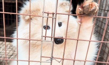A raccoon dog paws at their cage