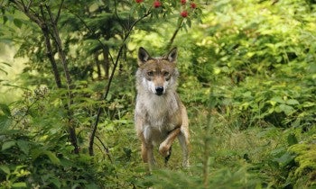 A wolf in the wild